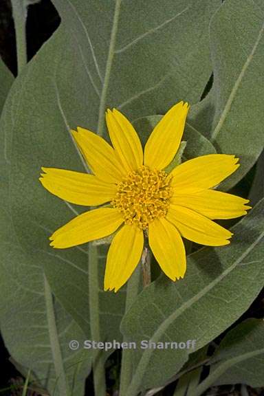 wyethia mollis 5 graphic